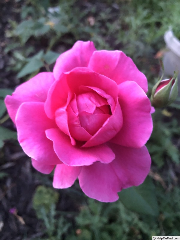 'Roseberry' rose photo