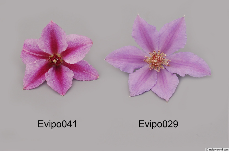 'Evipo029' clematis photo