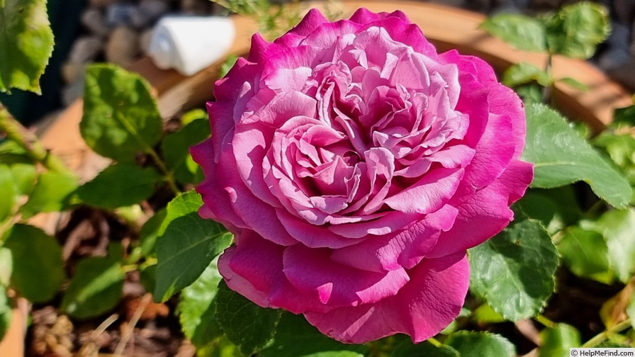 'Purple Passion ™' rose photo