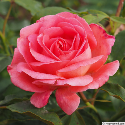 'Bijou Corail ®' rose photo