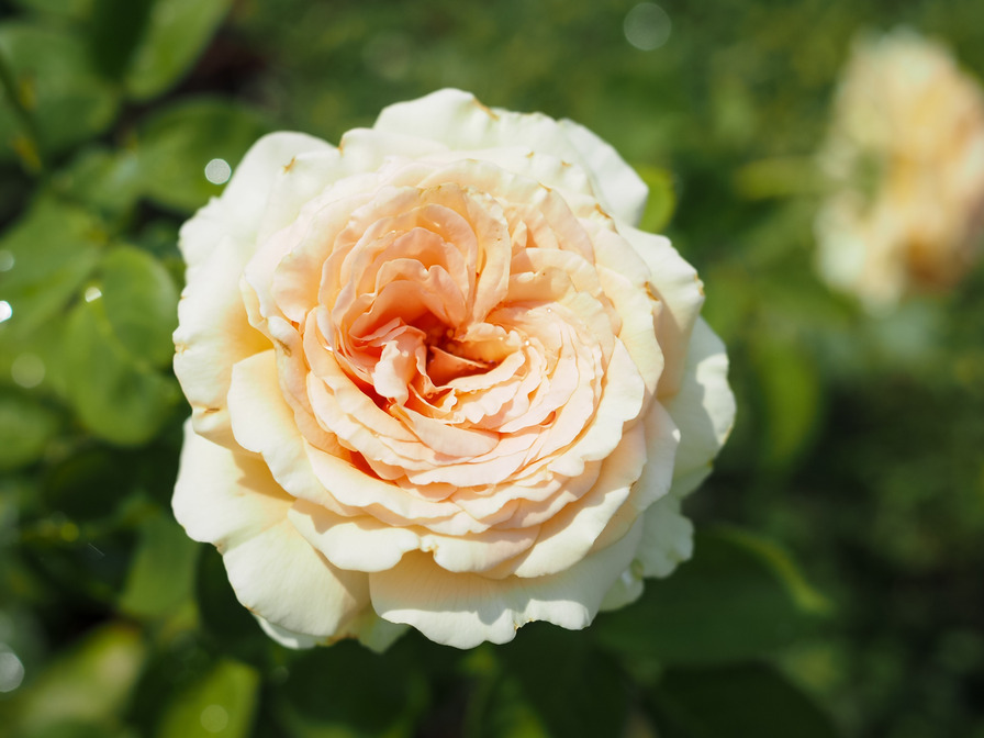 'Lady Capri ®' rose photo