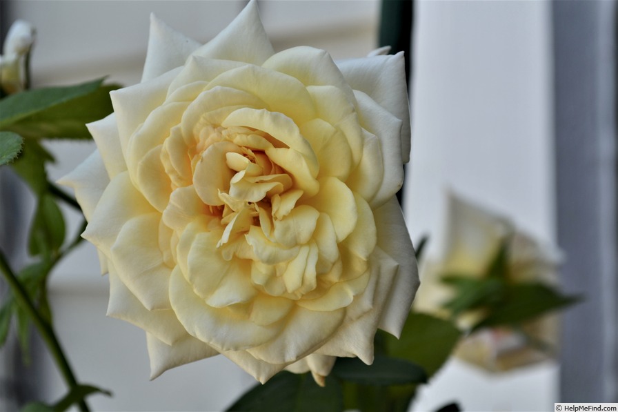'Oh Happy Day ®' rose photo