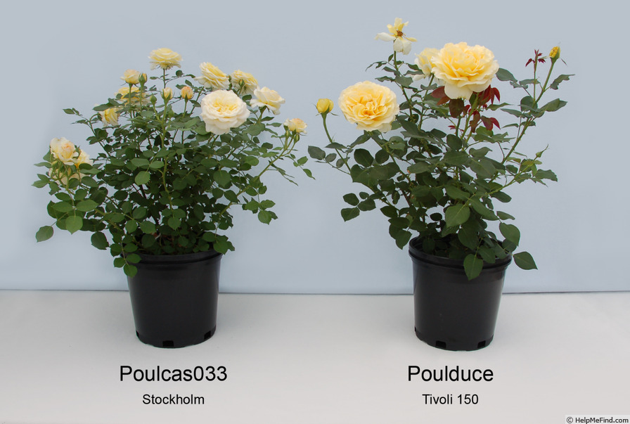 'Poulcas033' rose photo