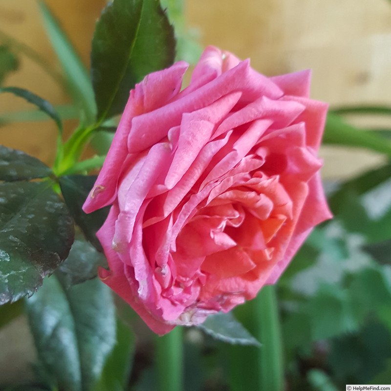 'Tane' rose photo