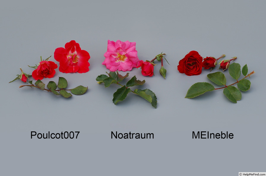 'MEIneble' rose photo