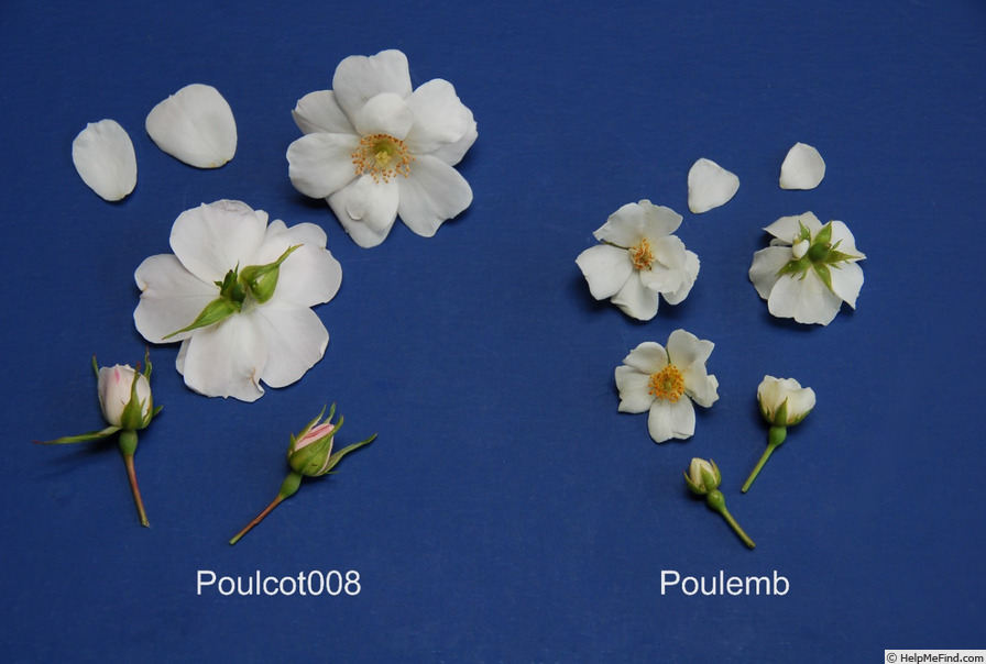 'POUlemb' rose photo