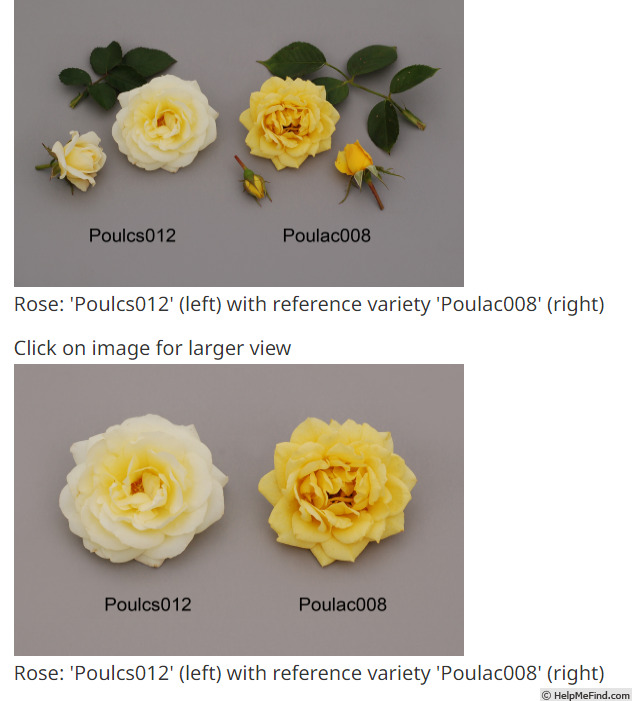 'Poulcs012' rose photo