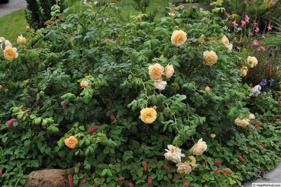 'Roald Dahl' rose photo