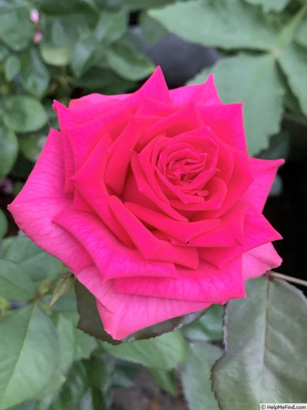'Corrie Freelander' rose photo