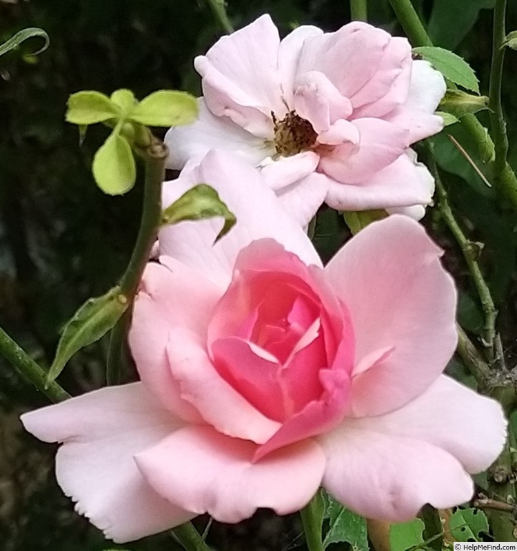 'Côté Jardins ®' rose photo