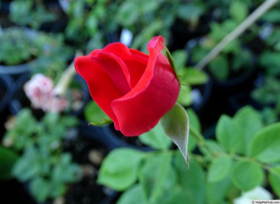 'Nina (florists rose)' rose photo