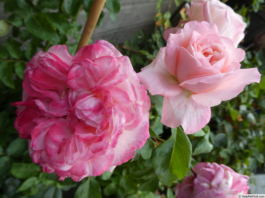 'Marlis ™' rose photo