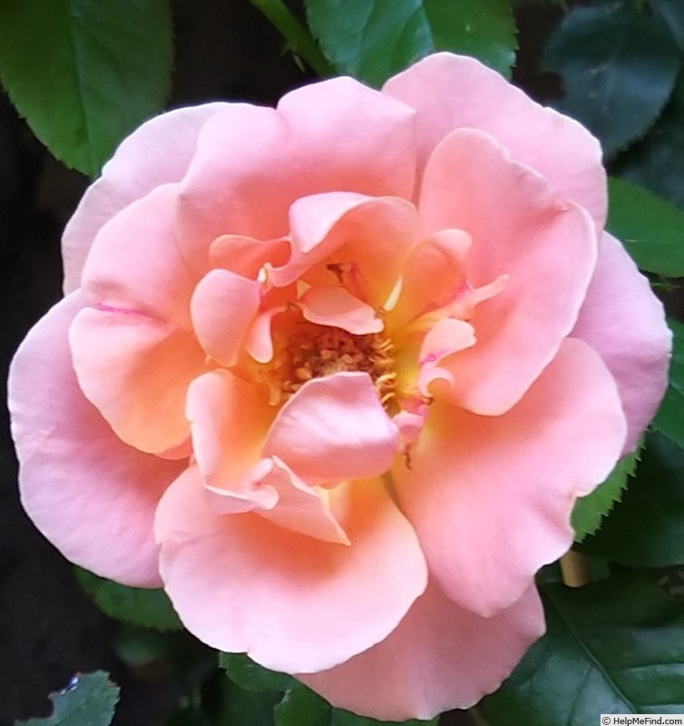 'Francois Mauriac' rose photo