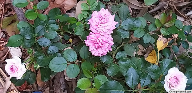 'Amica (shrub, Kordes, 2017)' rose photo