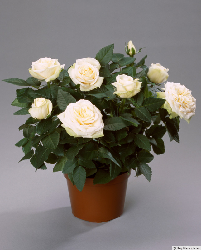 'Poulpah025' rose photo