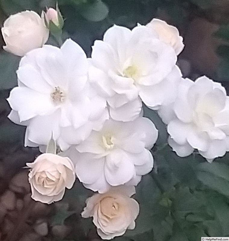 'Bouquet Parfait ® (Hybrid Musk, Lens, 1989)' rose photo