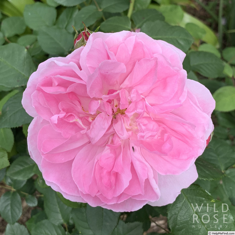 'Cicely O'Rorke' rose photo