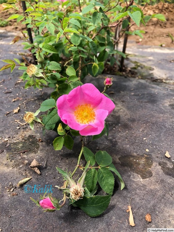 'AKA 136-19' rose photo