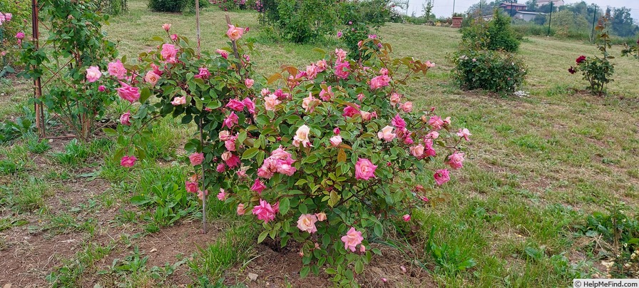 'Madame Berkeley' rose photo