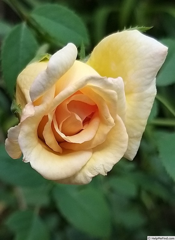 'Bathsheba' rose photo