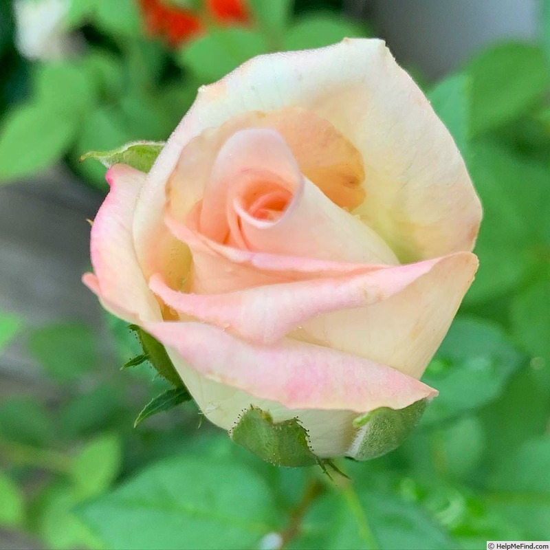 'RBG' rose photo