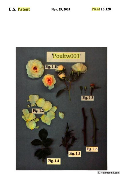 'Poultw003' rose photo