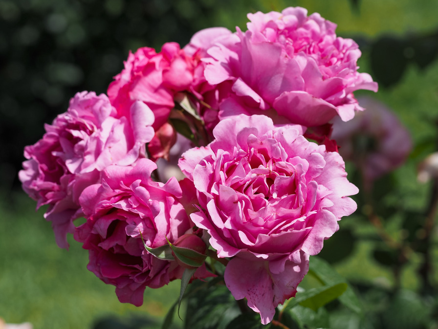 'Eveprixa' rose photo