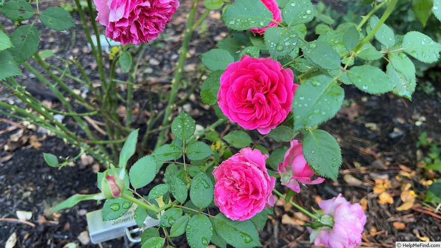 'Celestine (floribunda, Jalbert 2018)' rose photo