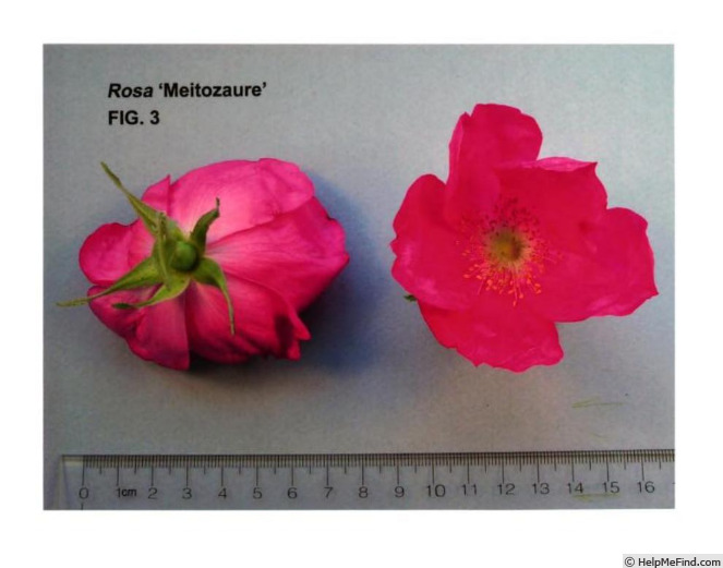 'Meitozaure' rose photo