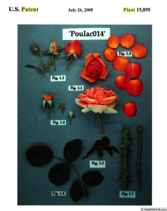 'Poulac014' rose photo