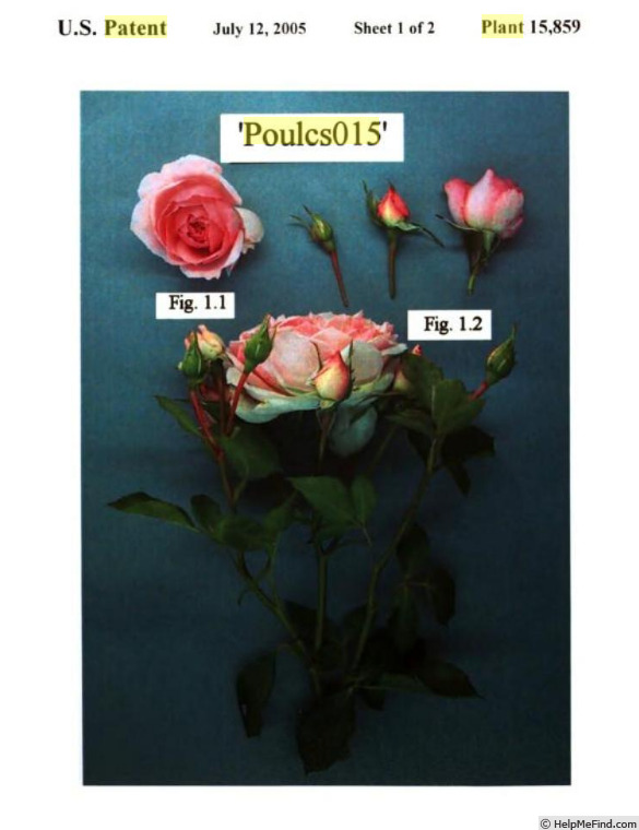 'Poulcs015' rose photo