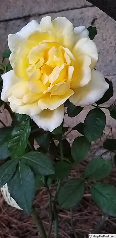 'Shining Beauty ®' rose photo