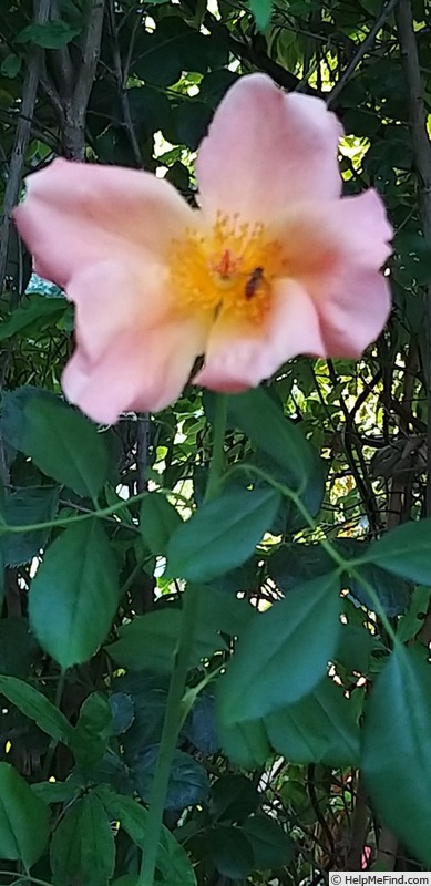 'Fighting Temeraire ®' rose photo