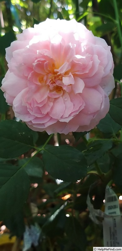 'The Ancient Mariner' rose photo