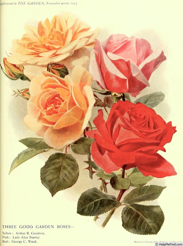 'George C. Waud' rose photo