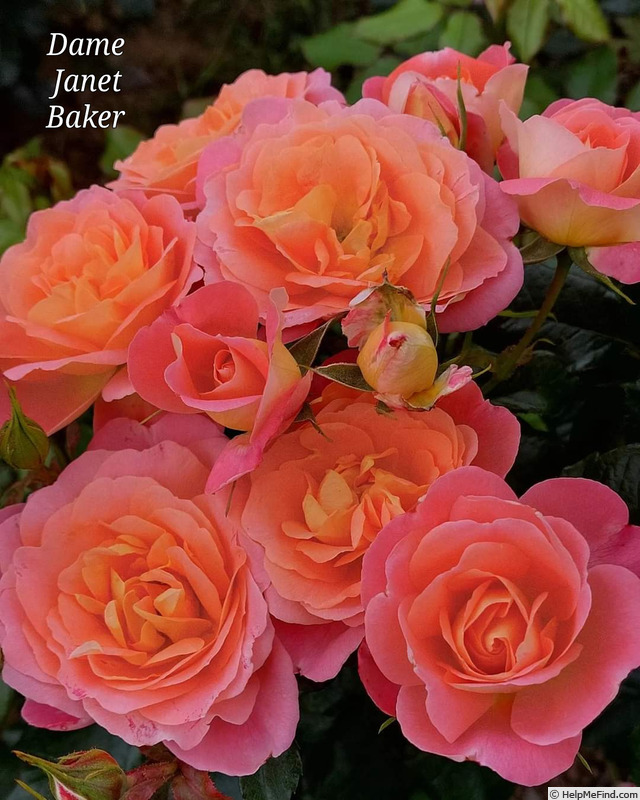 'Dame Janet Baker' rose photo