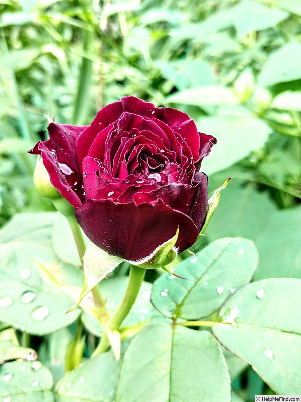 'Astrid Gräfin von Hardenberg' rose photo