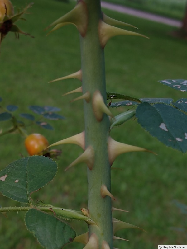 'R. eglanteria' rose photo