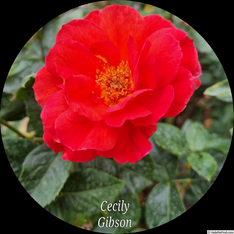 'Cecily Gibson' rose photo