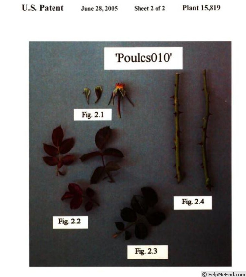 'Poulcs010' rose photo
