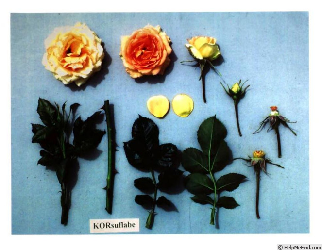 'Korsuflabe' rose photo