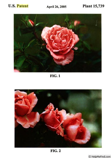 'BAIsist' rose photo