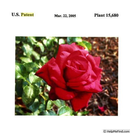 'Jasper Crane' rose photo