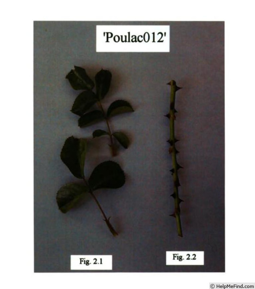 'Poulac012' rose photo