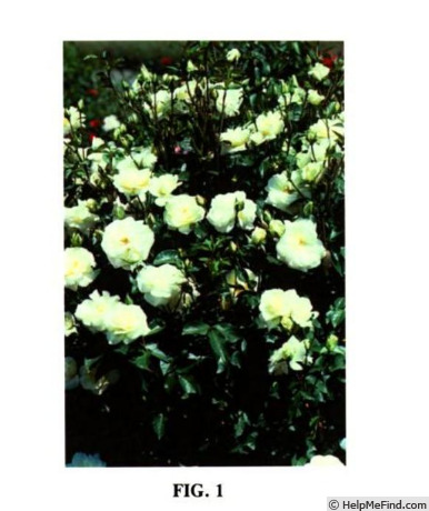 'BAIcream' rose photo