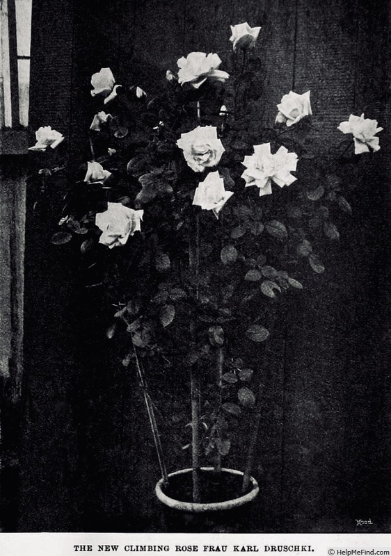 'Climbing Frau Karl Druschki' rose photo