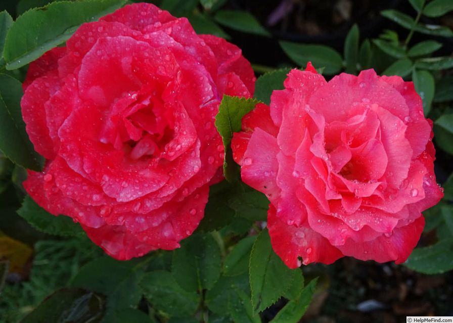 'Jolly Roger' rose photo