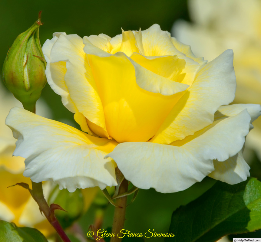 'White Licorice™ (Floribunda, Bedard, 2009)' rose photo