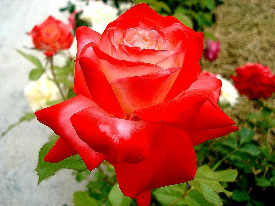 'Impératrice Farah ®' rose photo