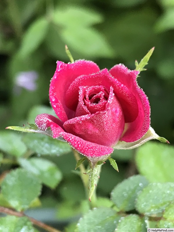 'Prom Date' rose photo